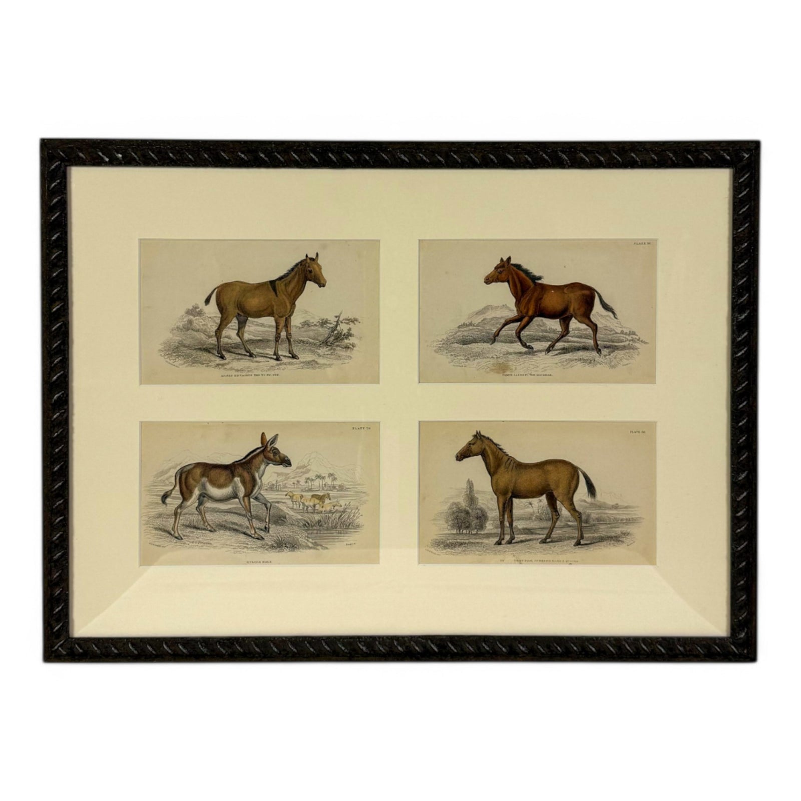 Equestrian Litho Set