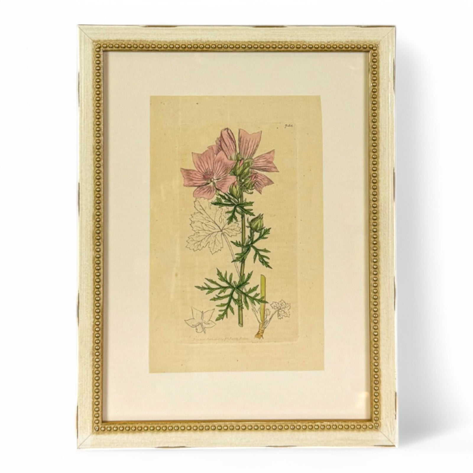 Botanical Mallow Print