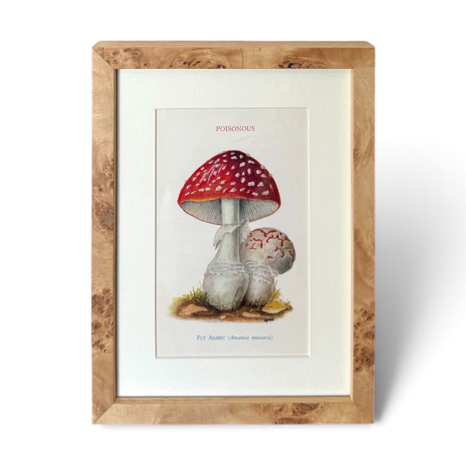 Framed vintage-style mushroom art print with a red-and-white spotted cap, white stem, and a smaller cracked mushroom beside it, set in a light wood frame on a white background.
