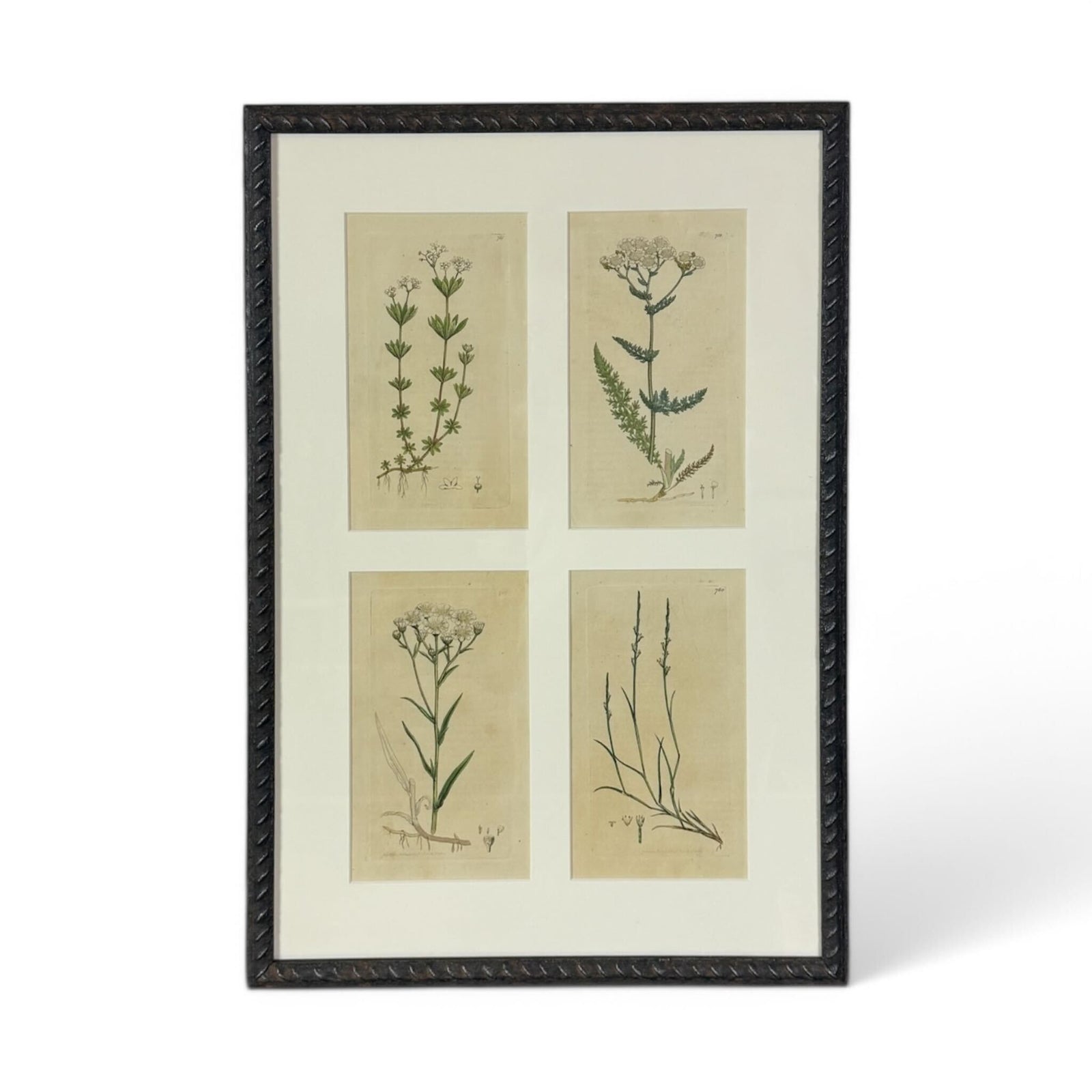 Plant Medicine Litho Set II