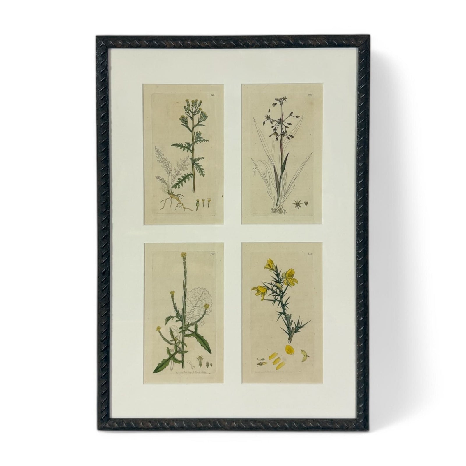 Plant Medicine Litho Set V