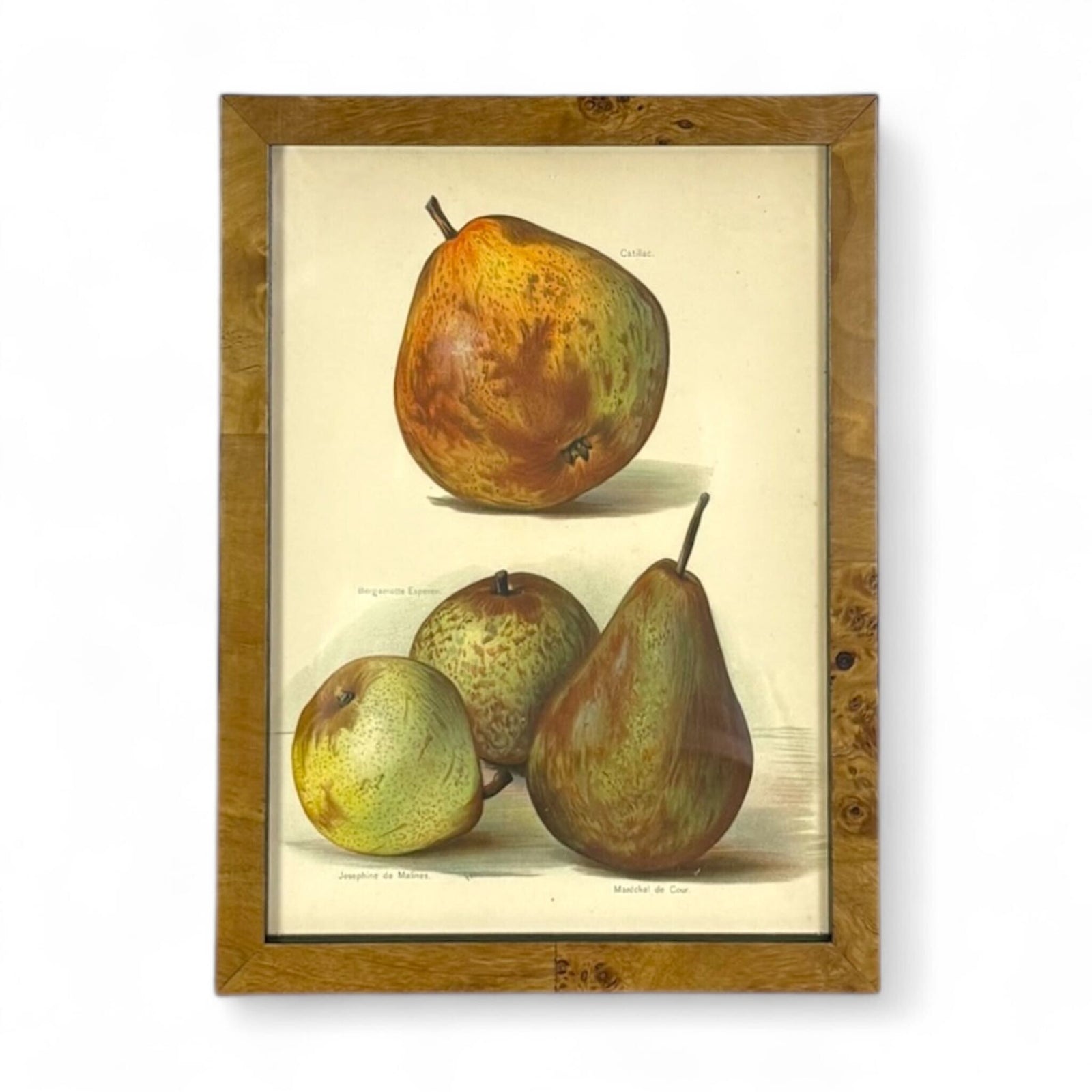 Botanical Study - Pear Varieties