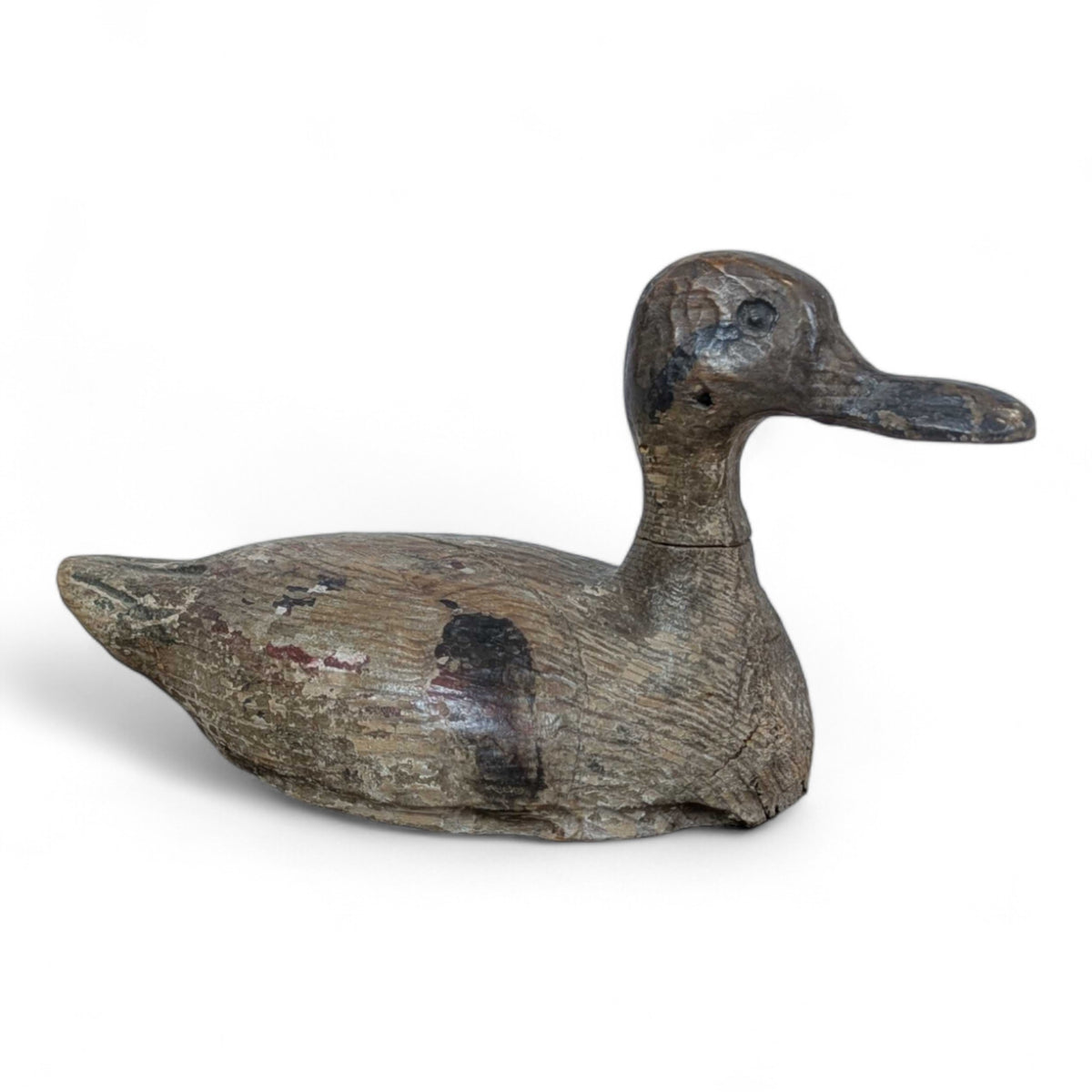 Shoveller Duck Decoy
