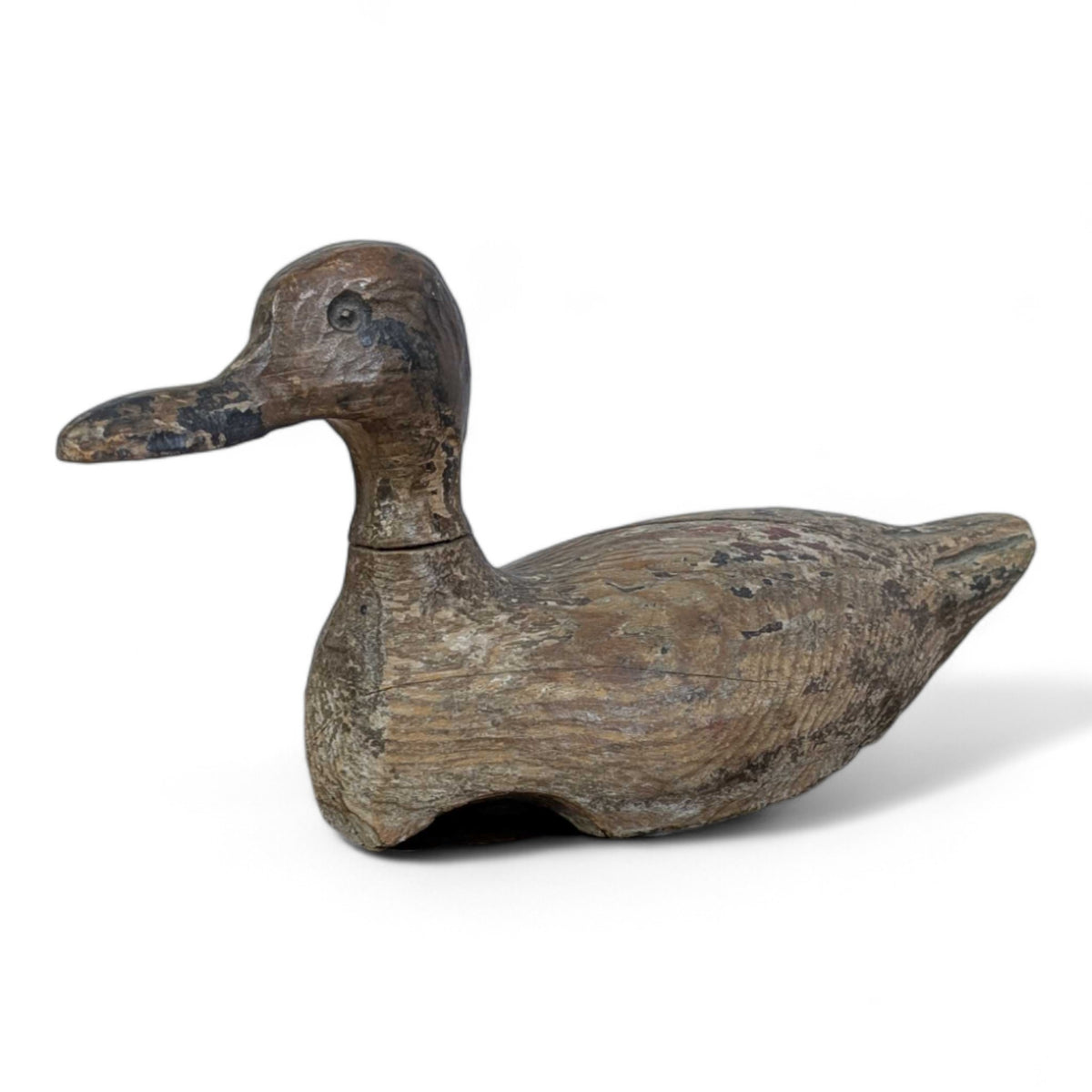 Shoveller Duck Decoy