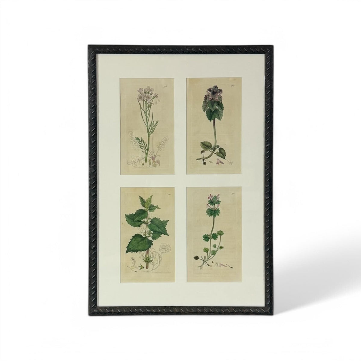 succulent medicine Antique 14th Century Italian Textile Chromolithograph