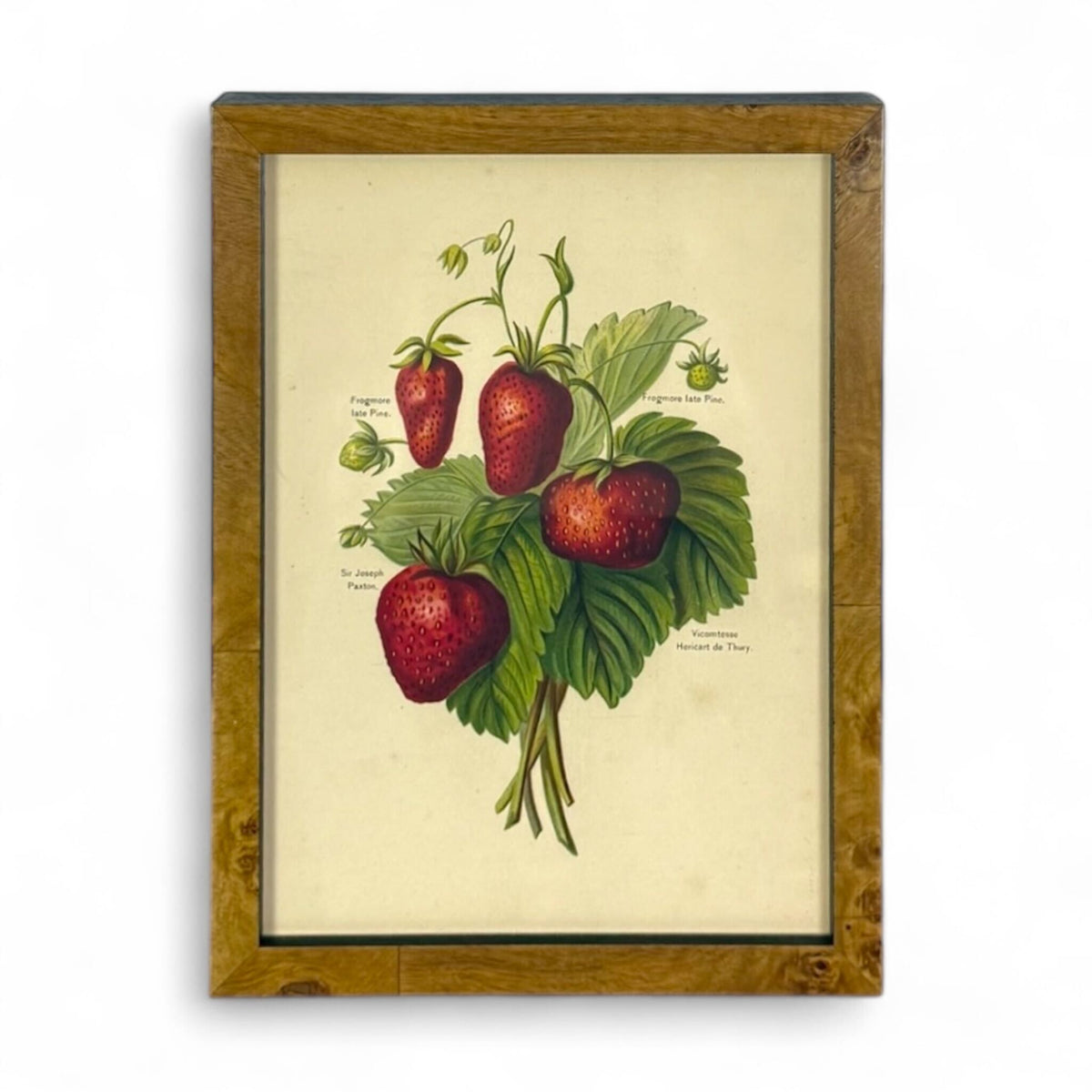 Botanical Study - Strawberry Varieties