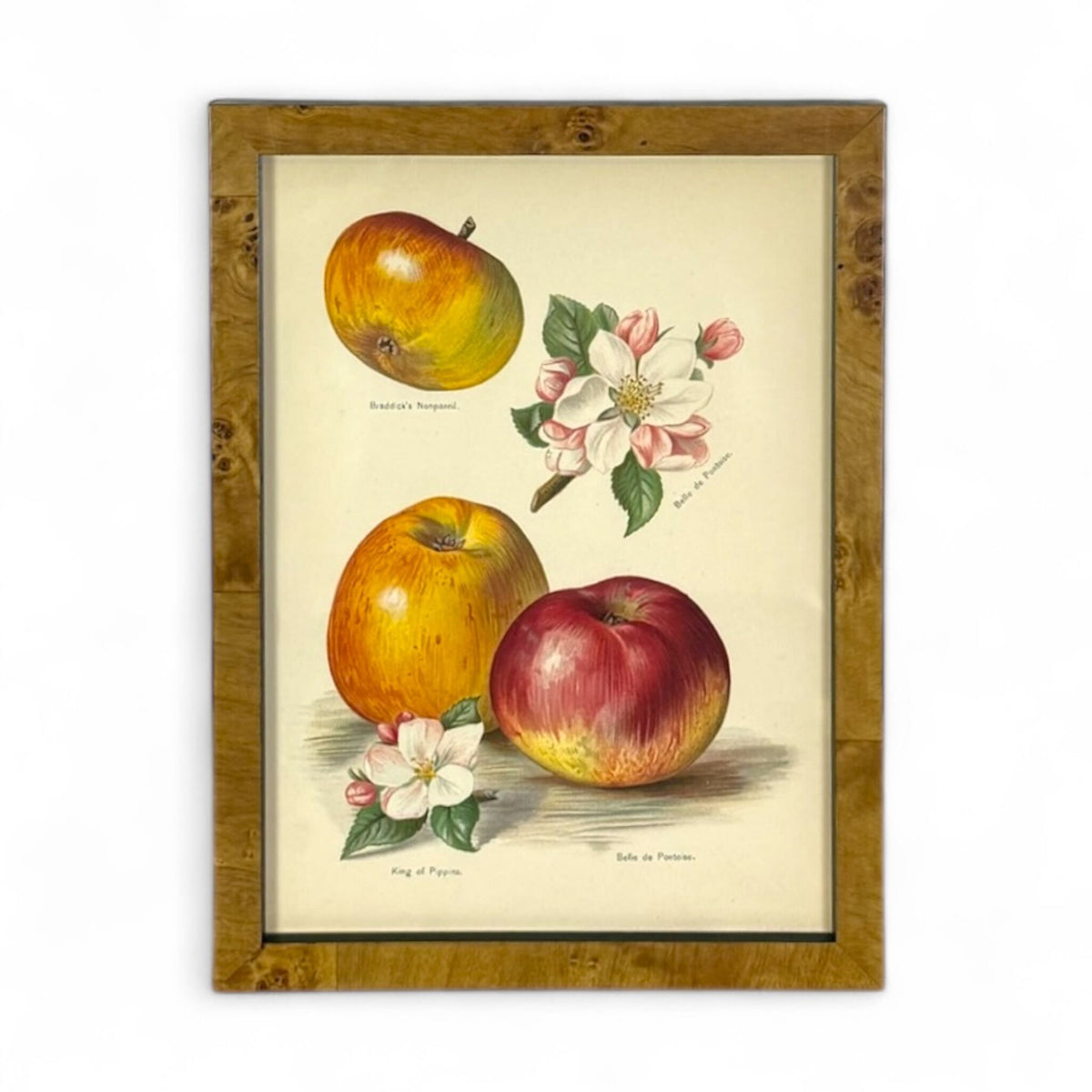 Botanical Study - Apple Varieties