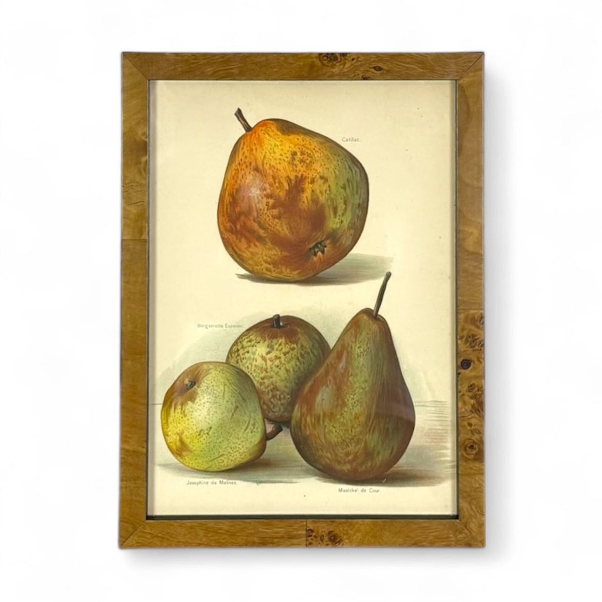 Botanical Study - Pear Varieties