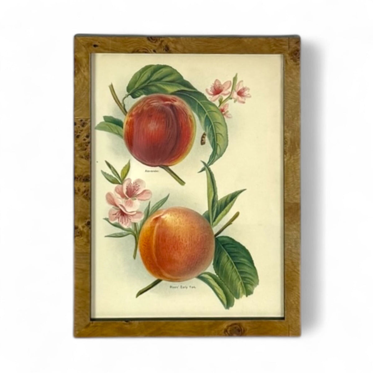 Botanical Study - Peach Varieties