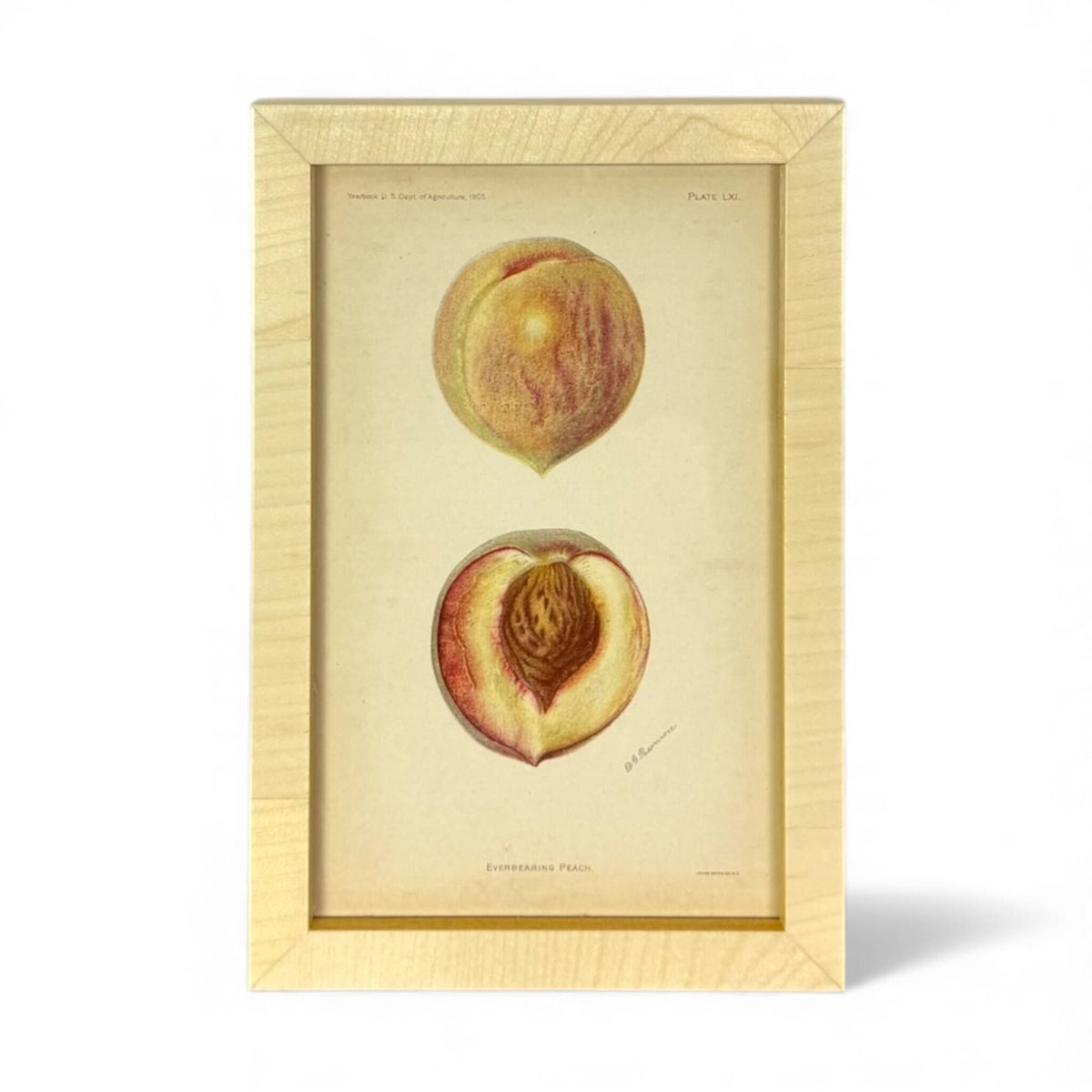 Framed USDA Fruit Print IV