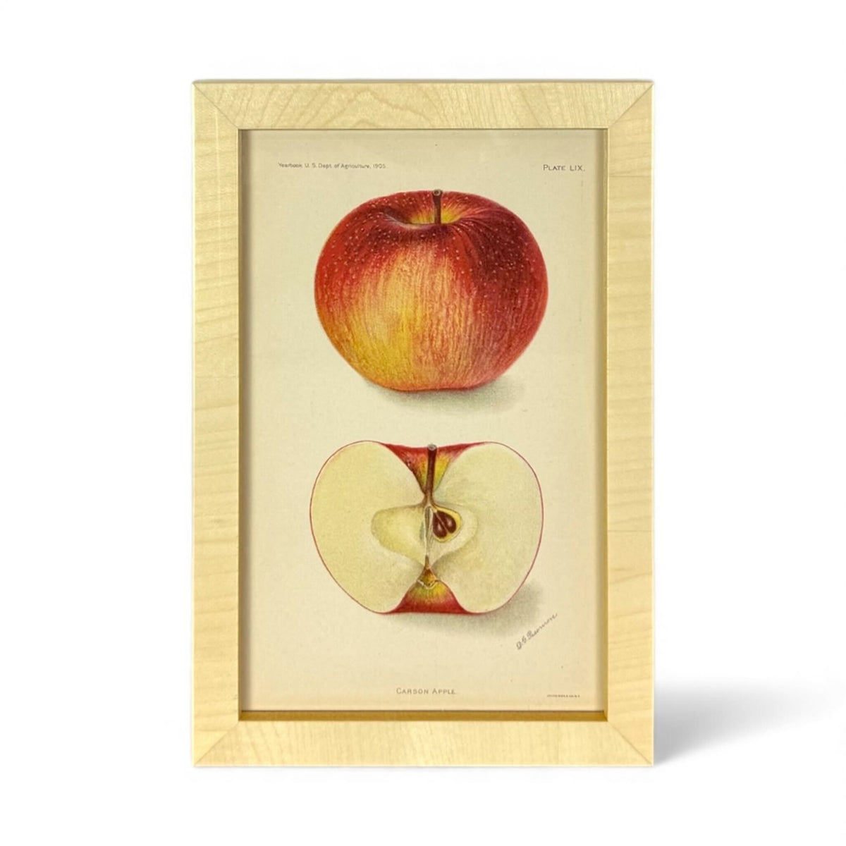 Framed USDA Fruit Print III