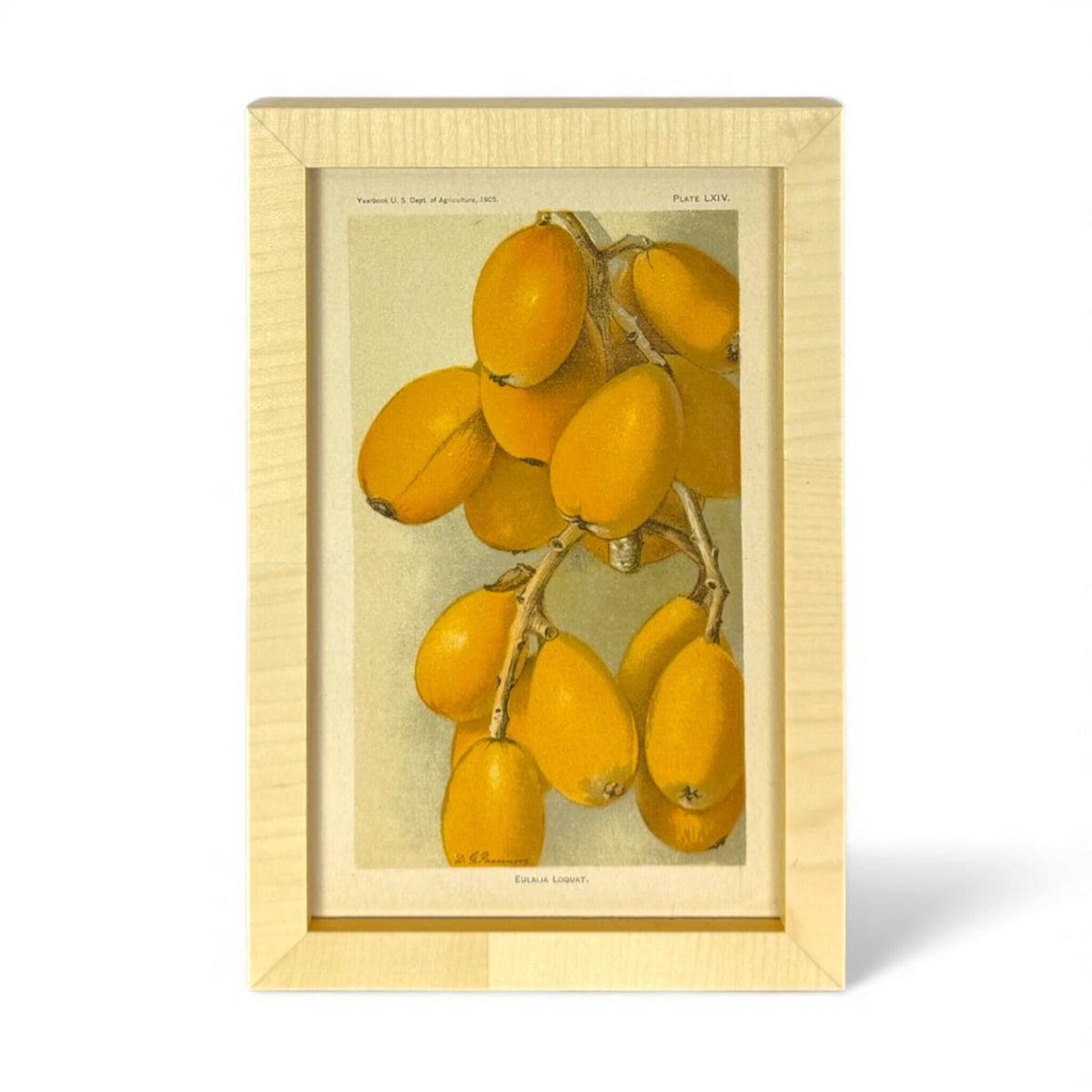 Framed USDA Fruit Print I