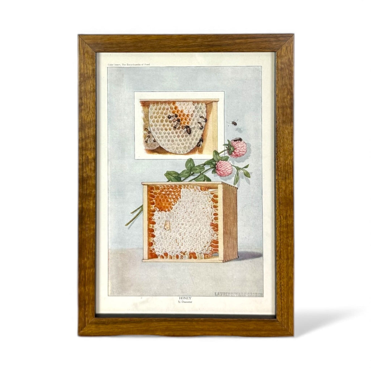 Framed Honeycomb Illustration