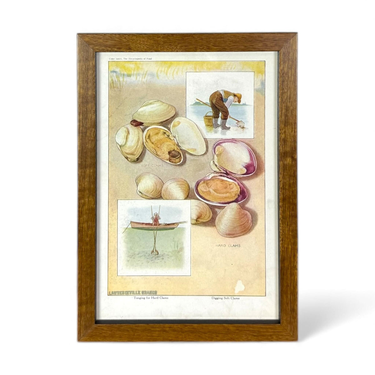 Framed Clam Harvesting Illustration