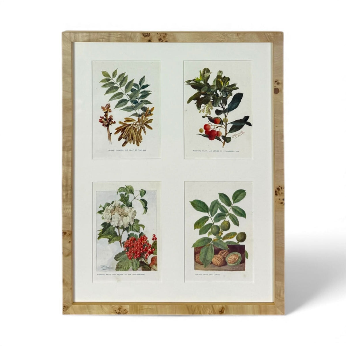 Framed Botanical Study Set II