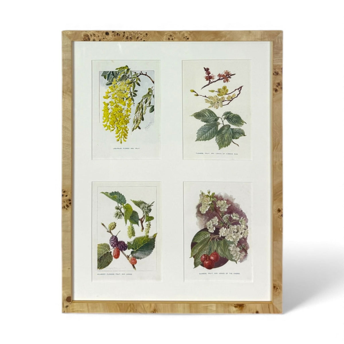 Framed Botanical Study Set I