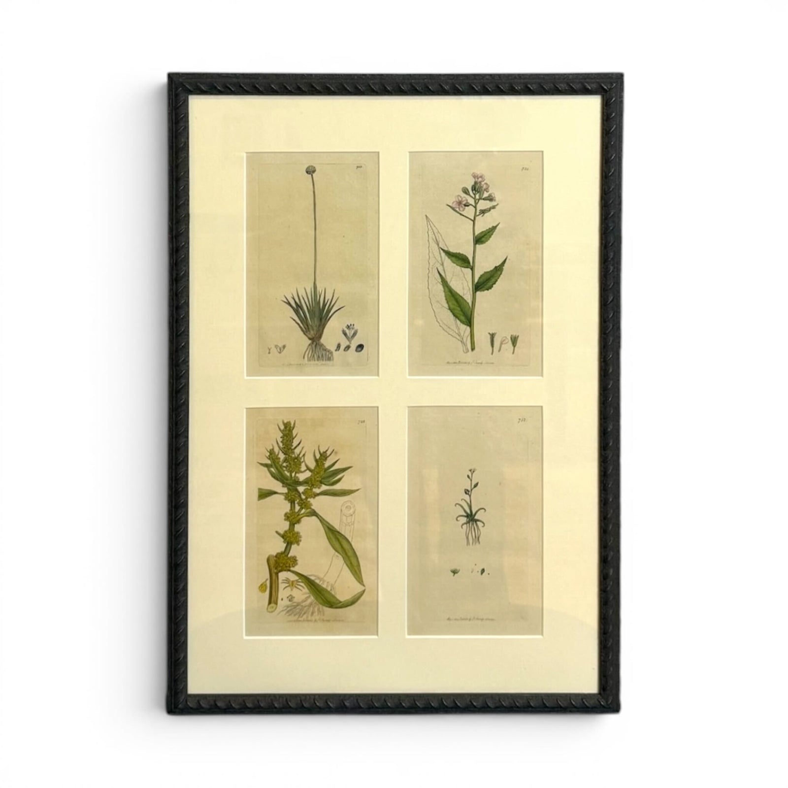 Plant Medicine Litho Set VI