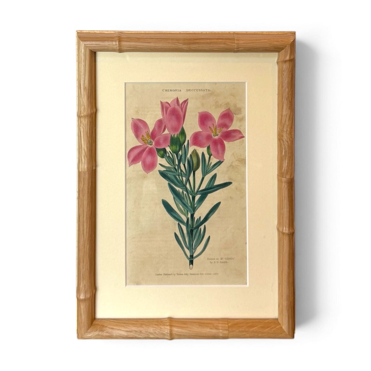 English Chironia Decussata Botanical Print