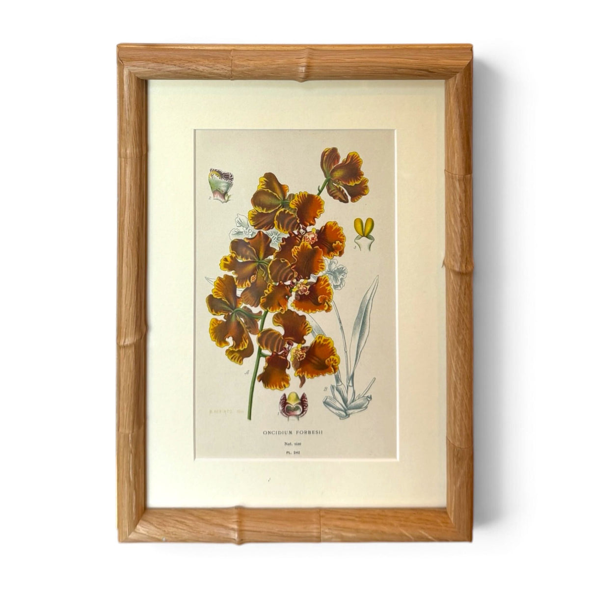 English Oncidium Forbesii Orchid Botanical Print