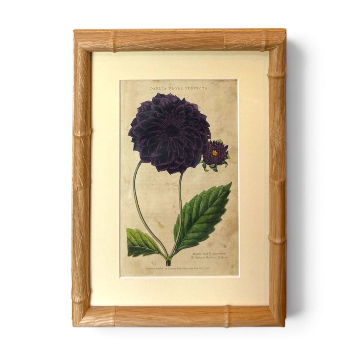 English Dahlia Flora Perfecta Botanical Print
