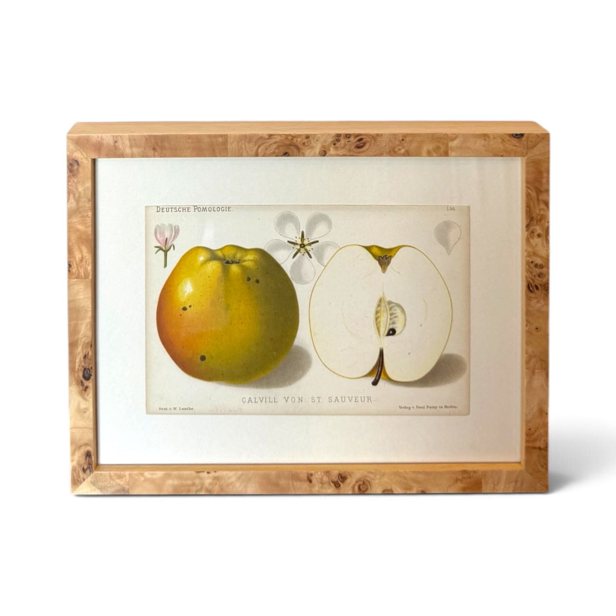 Calvill von St. Sauveur Apple Pomology Print