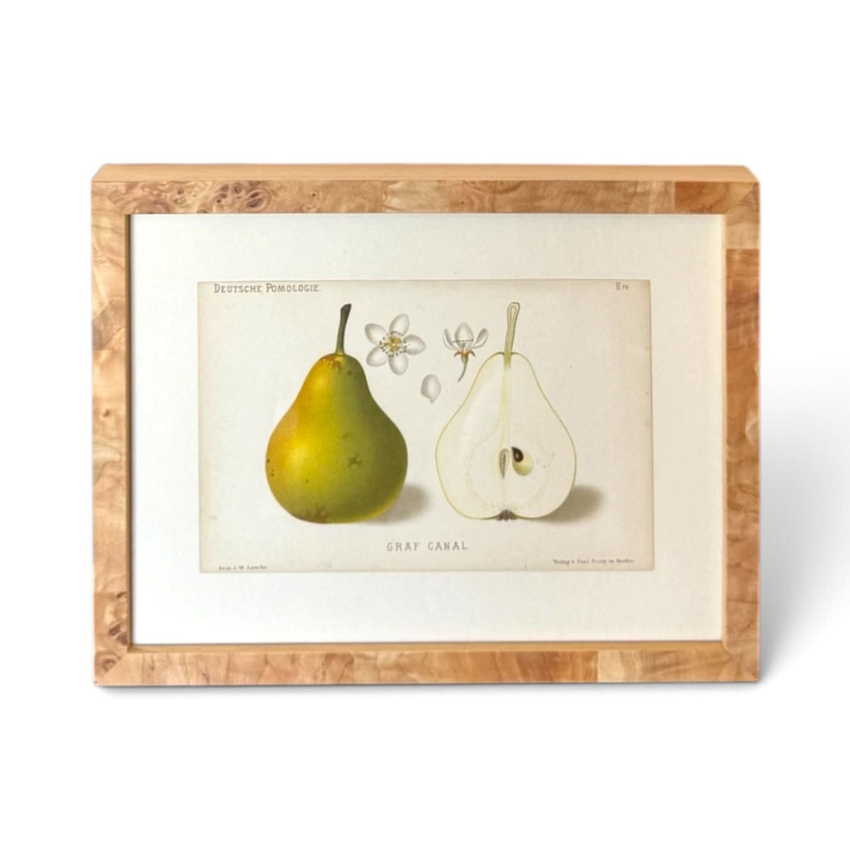 Graf Canal Pear Pomology Print
