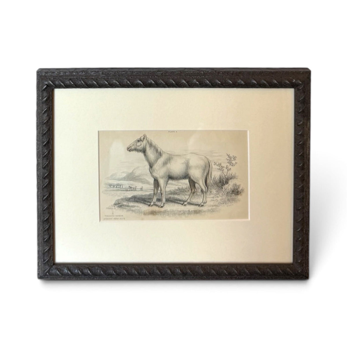 Scottish Yelloe’s Horse Natural History Print