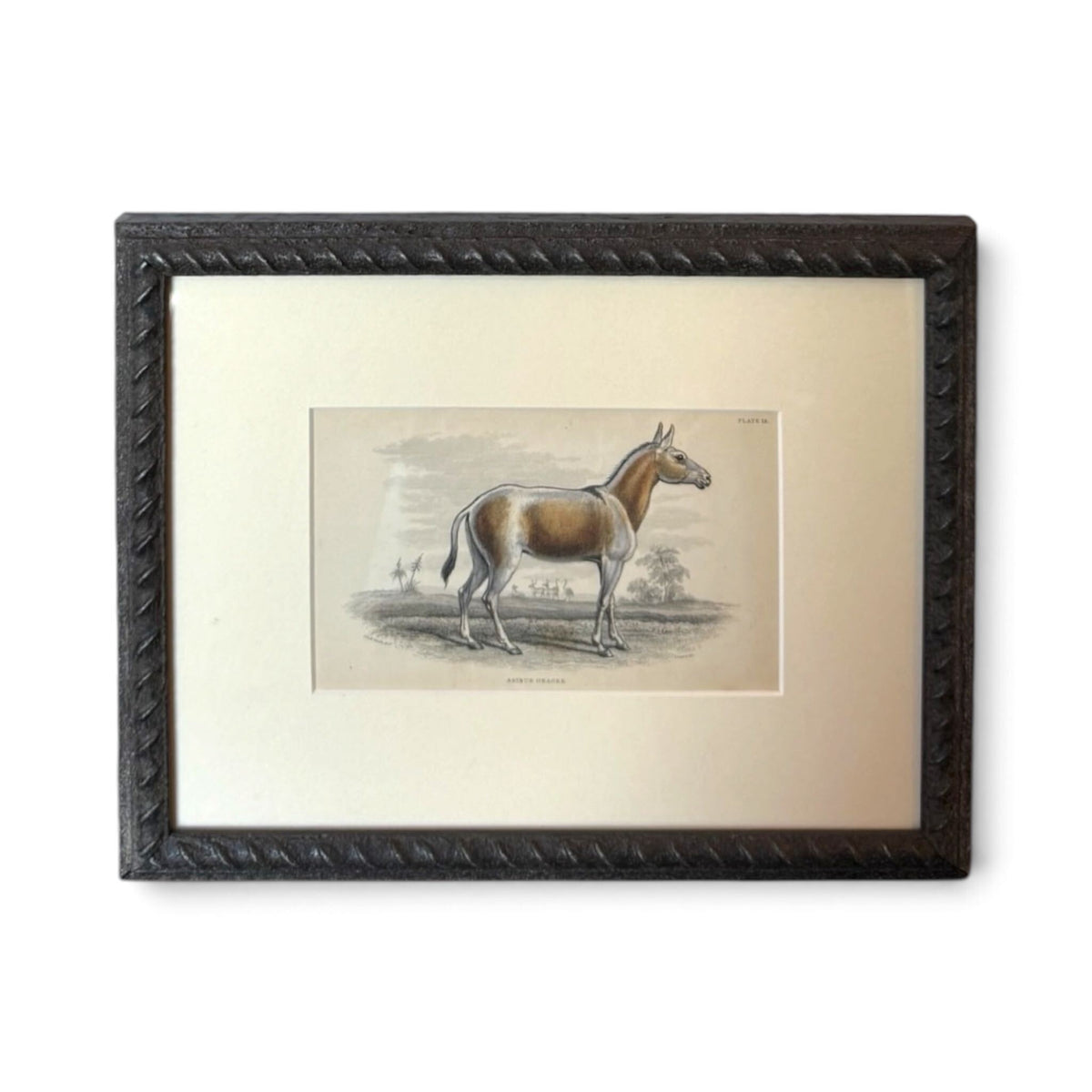 Scottish Asiatic Onager Natural History Print