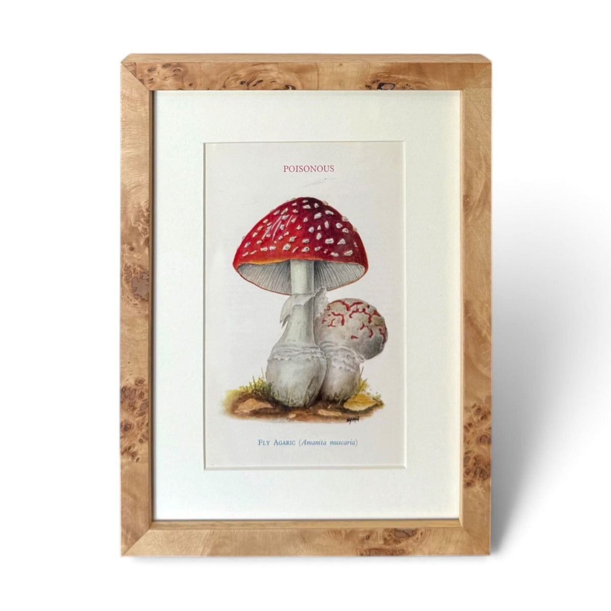 Mushroom Chromolithograph - English Fly Agaric