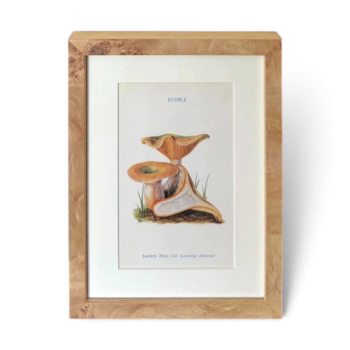 Mushroom Chromolithograph - English Saffron Milk Cap