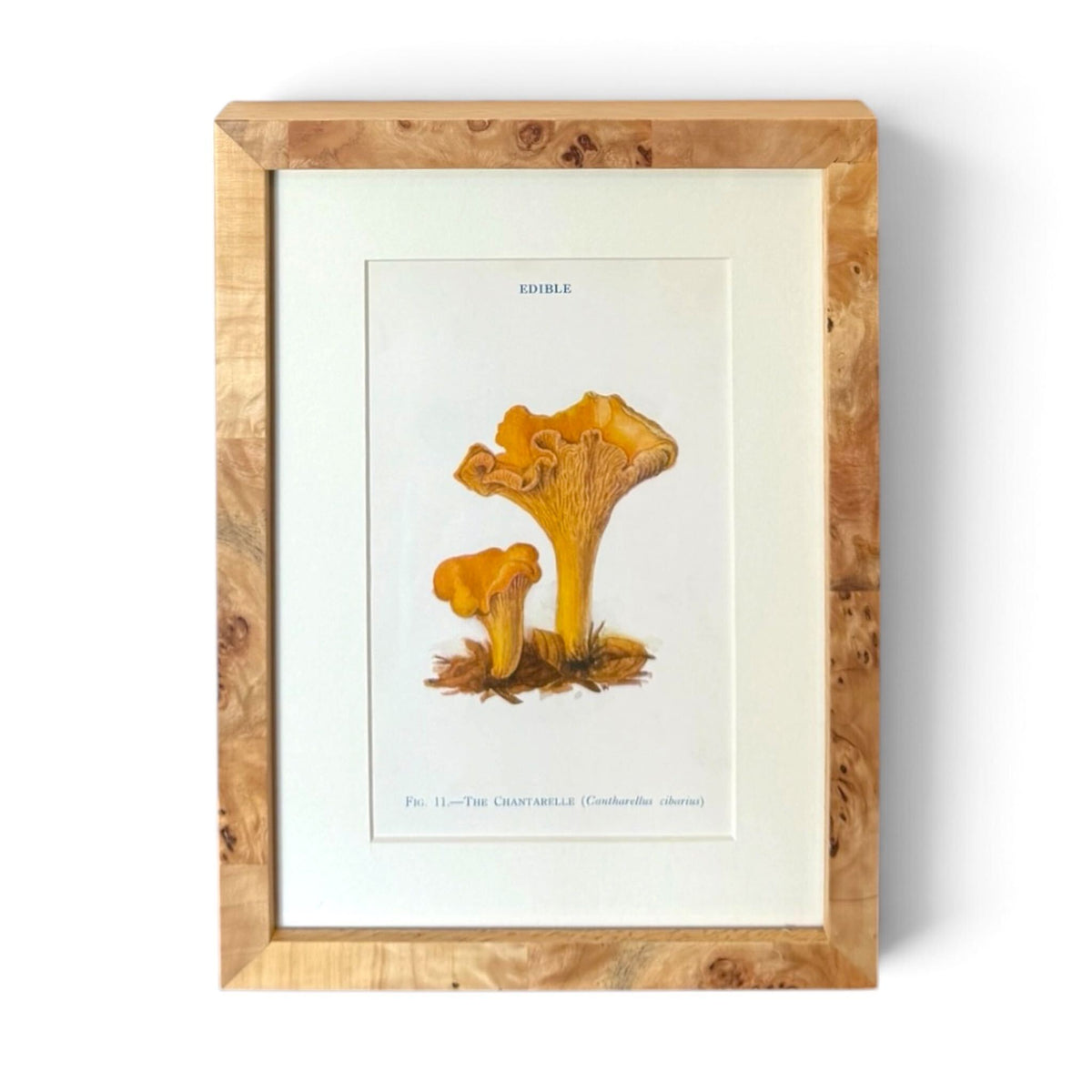 Mushroom Chromolithograph - English Chanterelle II