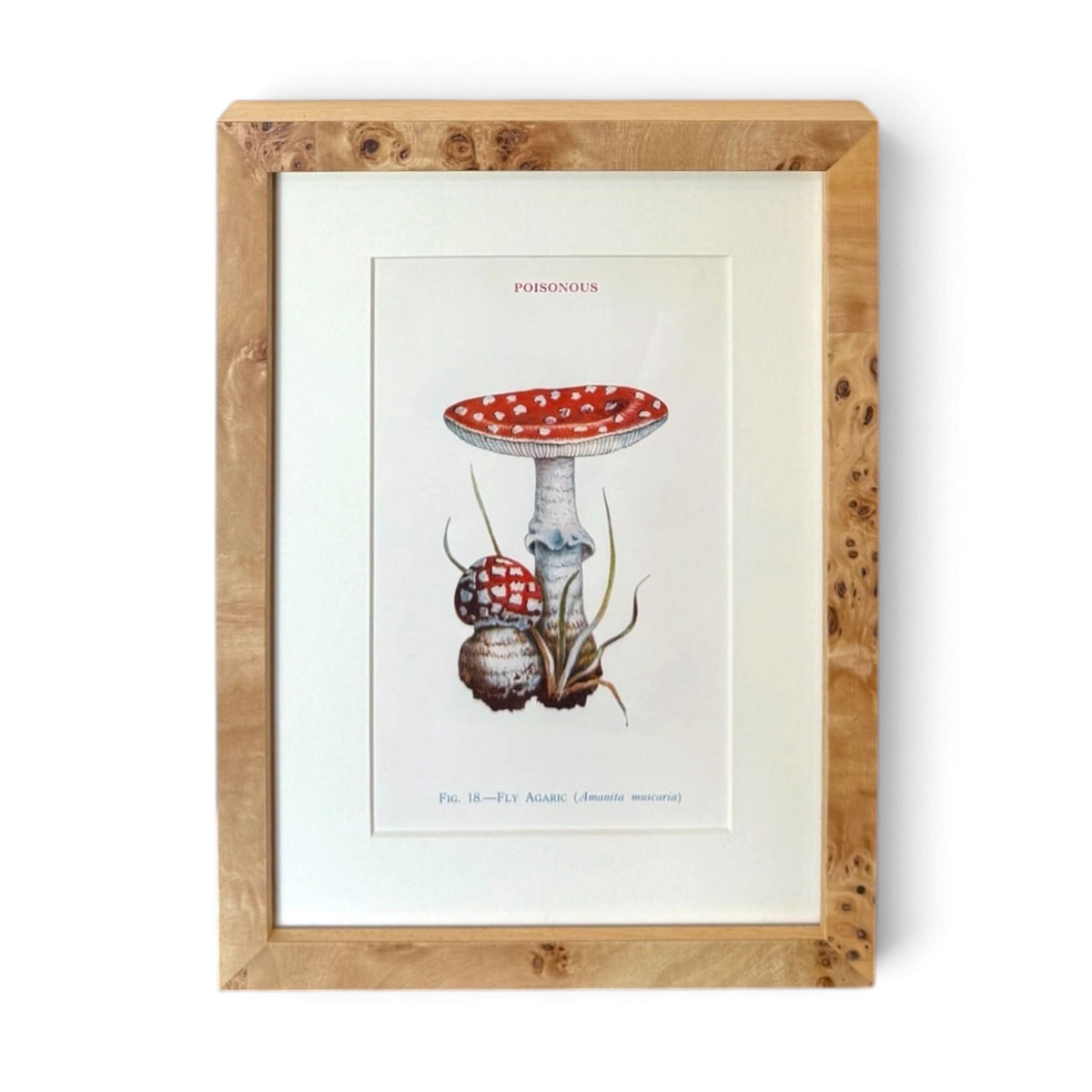 Mushroom Chromolithograph - Amanita Muscaria
