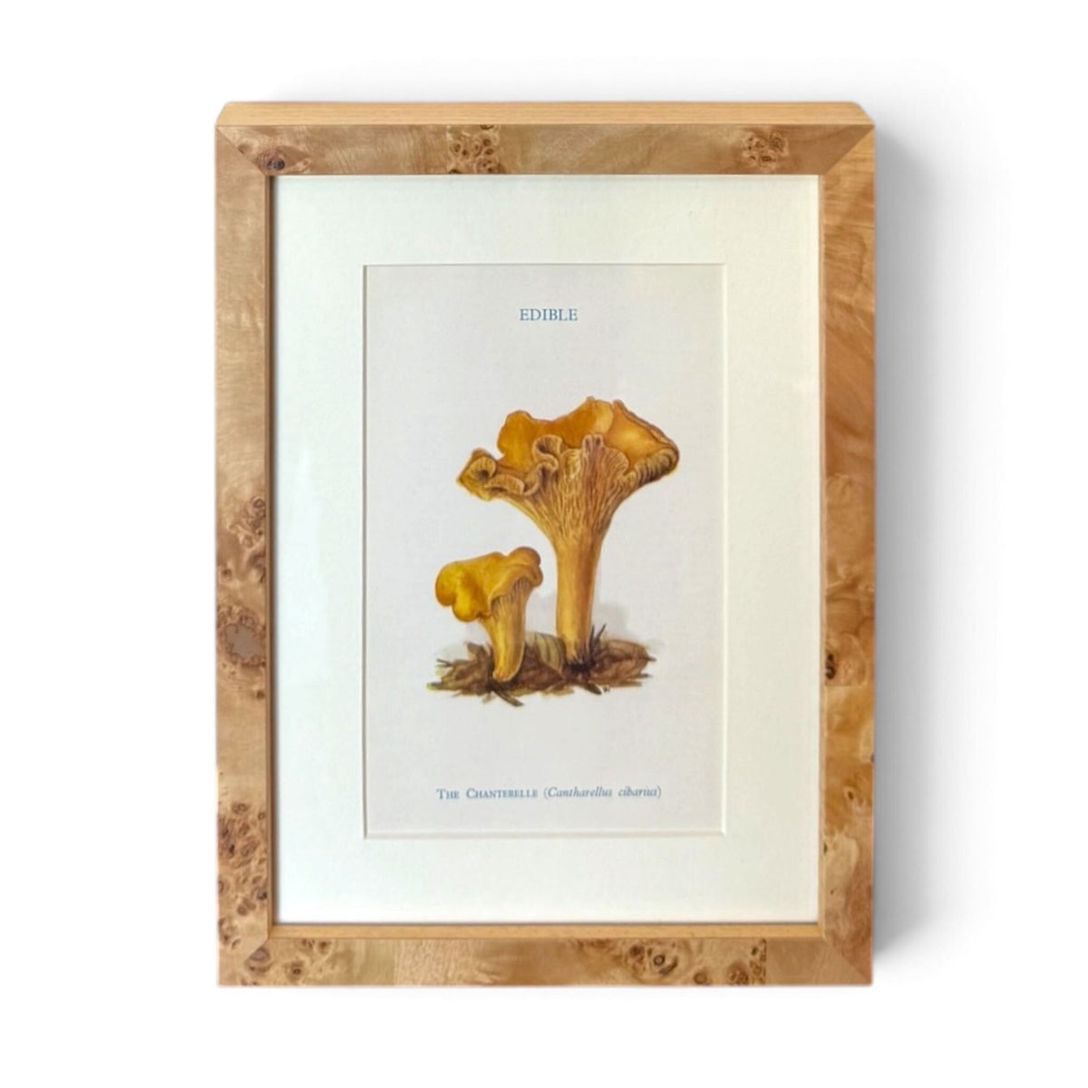Mushroom Chromolithograph - English Chanterelle