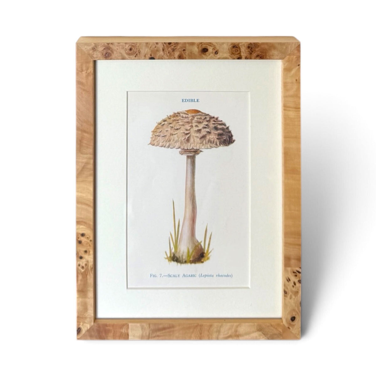 Mushroom Chromolithograph - English Scaly Agaric